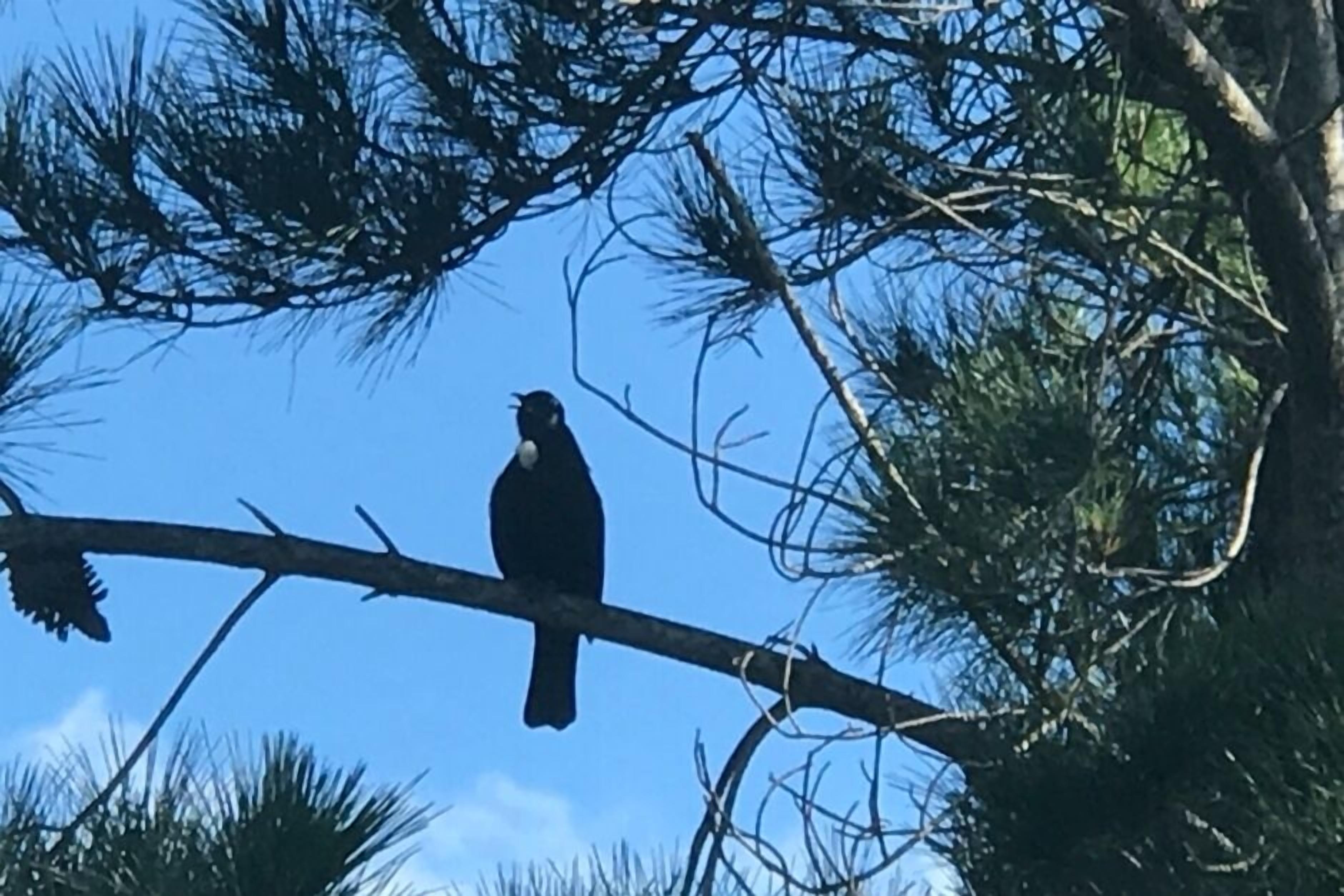 Un pájaro posado en una rama.
