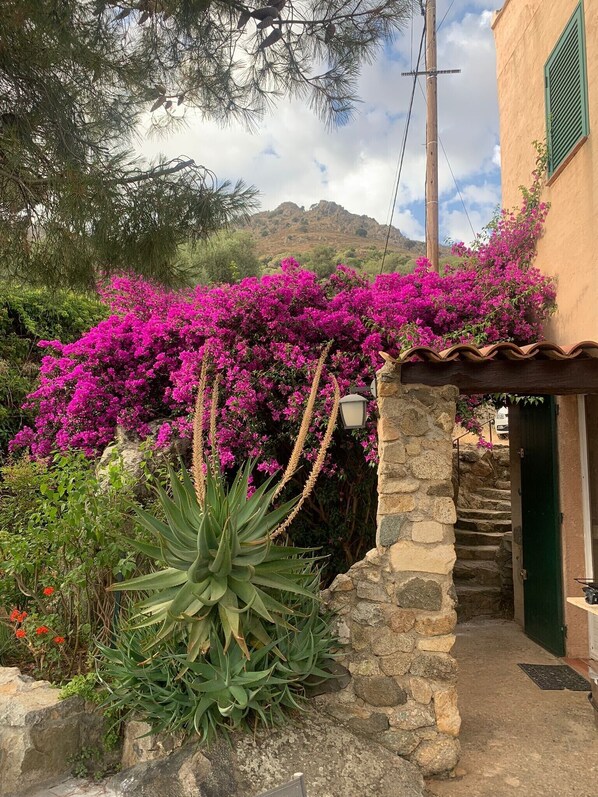 Property grounds - House for rent Calvi/Lunghignano/Balagne (Montegrosso)