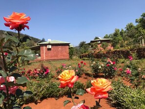 Garden view - Jungle Valley Agriculture Resort (Mahabaleshwar)