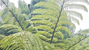 Un gran farn en una zona de jardí amb una paret de formigó i una tanca de fusta al fons.