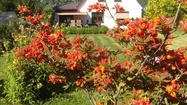 A house with a well-maintained lawn and a garden with red flowers in the foreground.