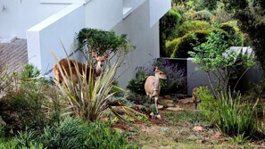 Un jardín con un muro blanco, diversas plantas y dos ciervos.