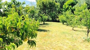 Un giardino con diversi alberi e una zona erbosa.