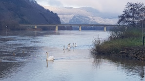 A river with swans swimming, a bridge in the background, and mountains. - Hotel zum Anker (Neumagen-Dhron)
