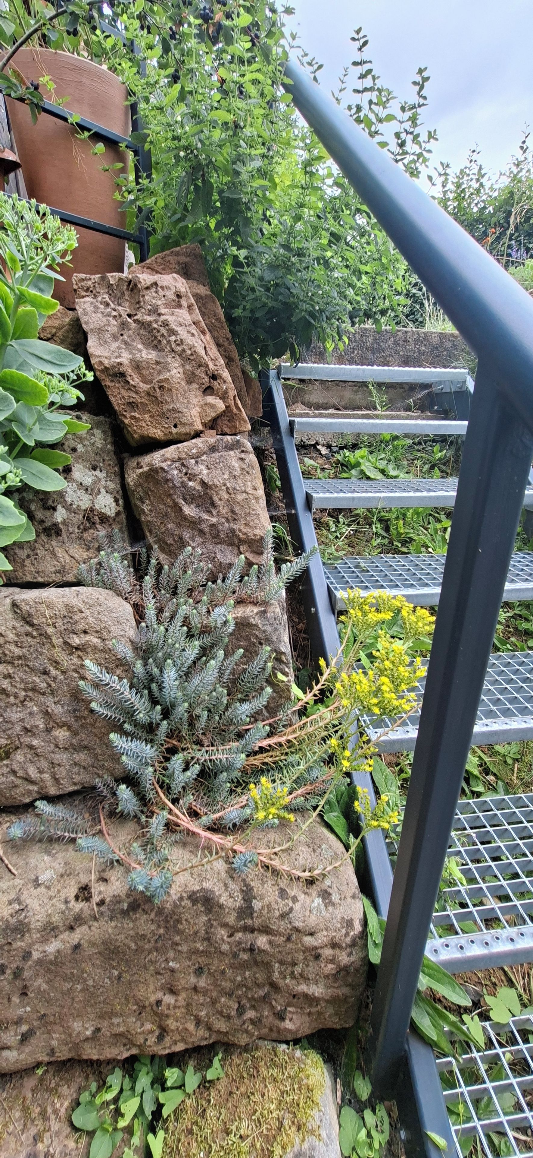 A garden area with a metal staircase, rocks, and various plants including a fern and yellow flowers.