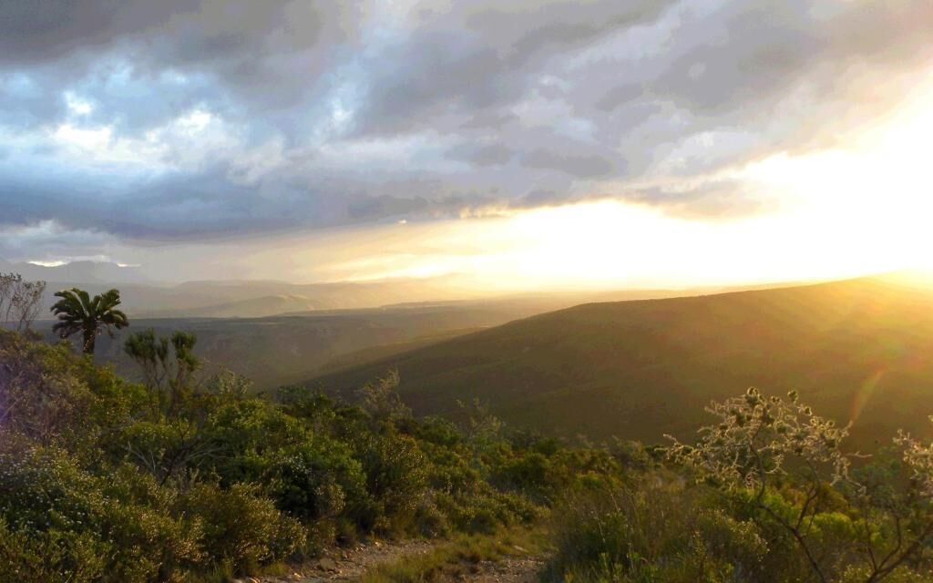 A landscape with hills and a palm tree.