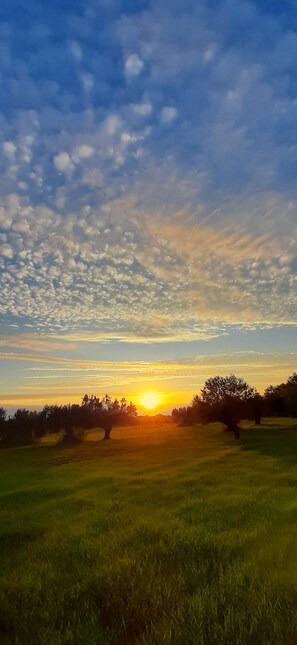 Een zonsondergang boven een grasveld met bomen die in de lucht silhouetten vormen.