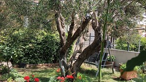 A garden with a tree, potted plants, and a variety of flowers. - Apartments Marija (Razanj)