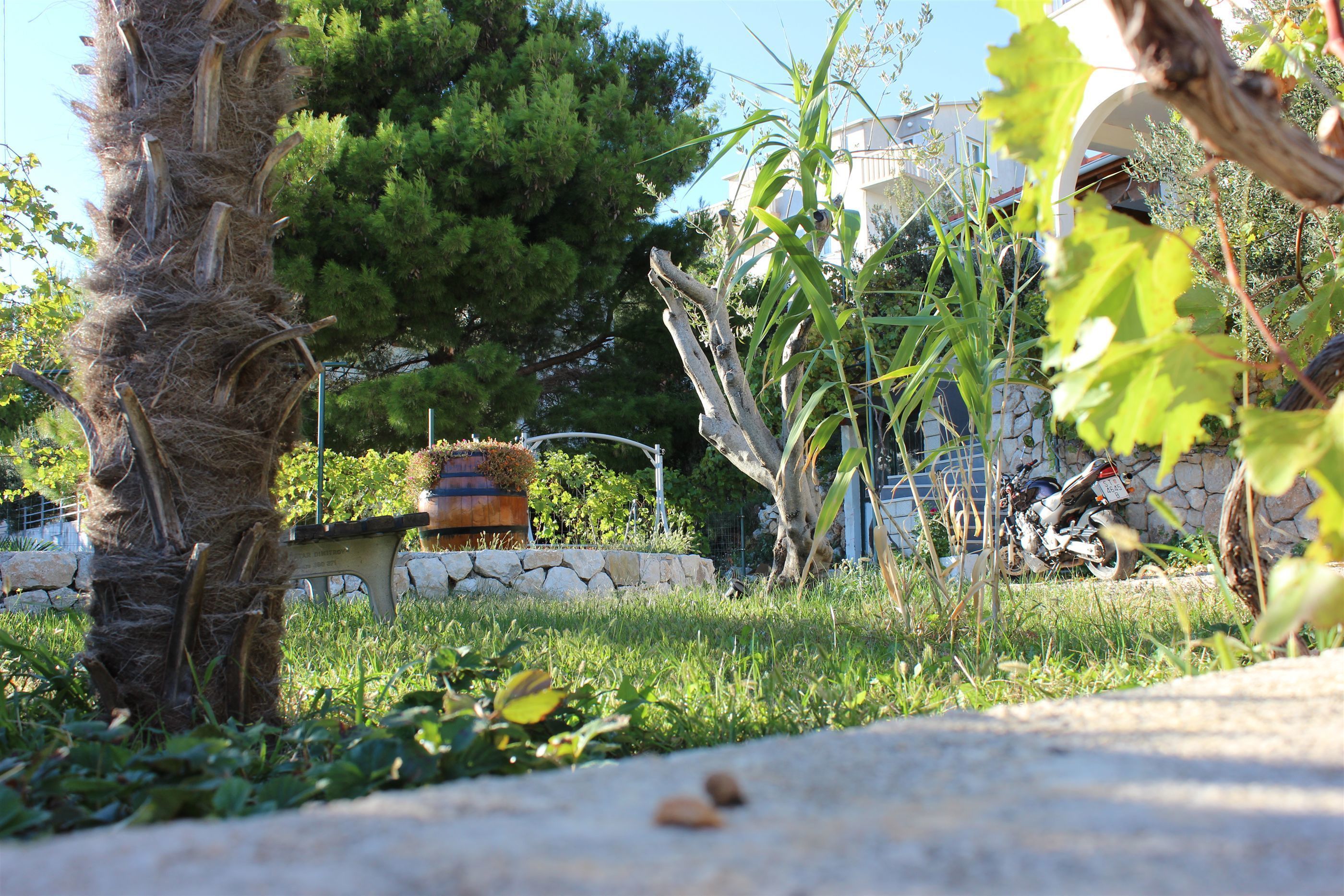 Ein Garten mit einer Palme, einer Steinsitzbank und einem Motorrad.