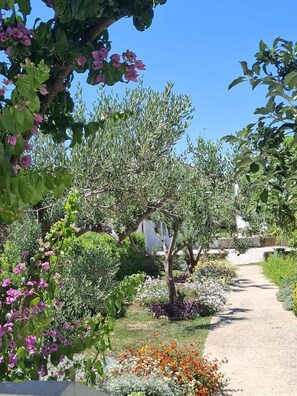 A garden pathway surrounded by various plants and trees. - Apartments Sanja (Povljana)