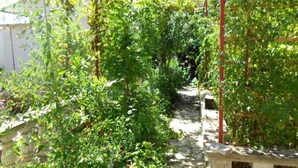 A narrow pathway surrounded by lush greenery, likely part of a garden or outdoor area. - Apartments Miodrag (Stupin Celine)