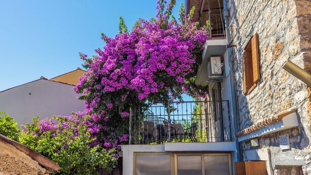 Un bâtiment en pierre doté d’un balcon et orné d’un grand arbuste aux fleurs violettes.