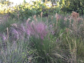 Stroll through lush gardens featuring a variety of grasses and shrubs.