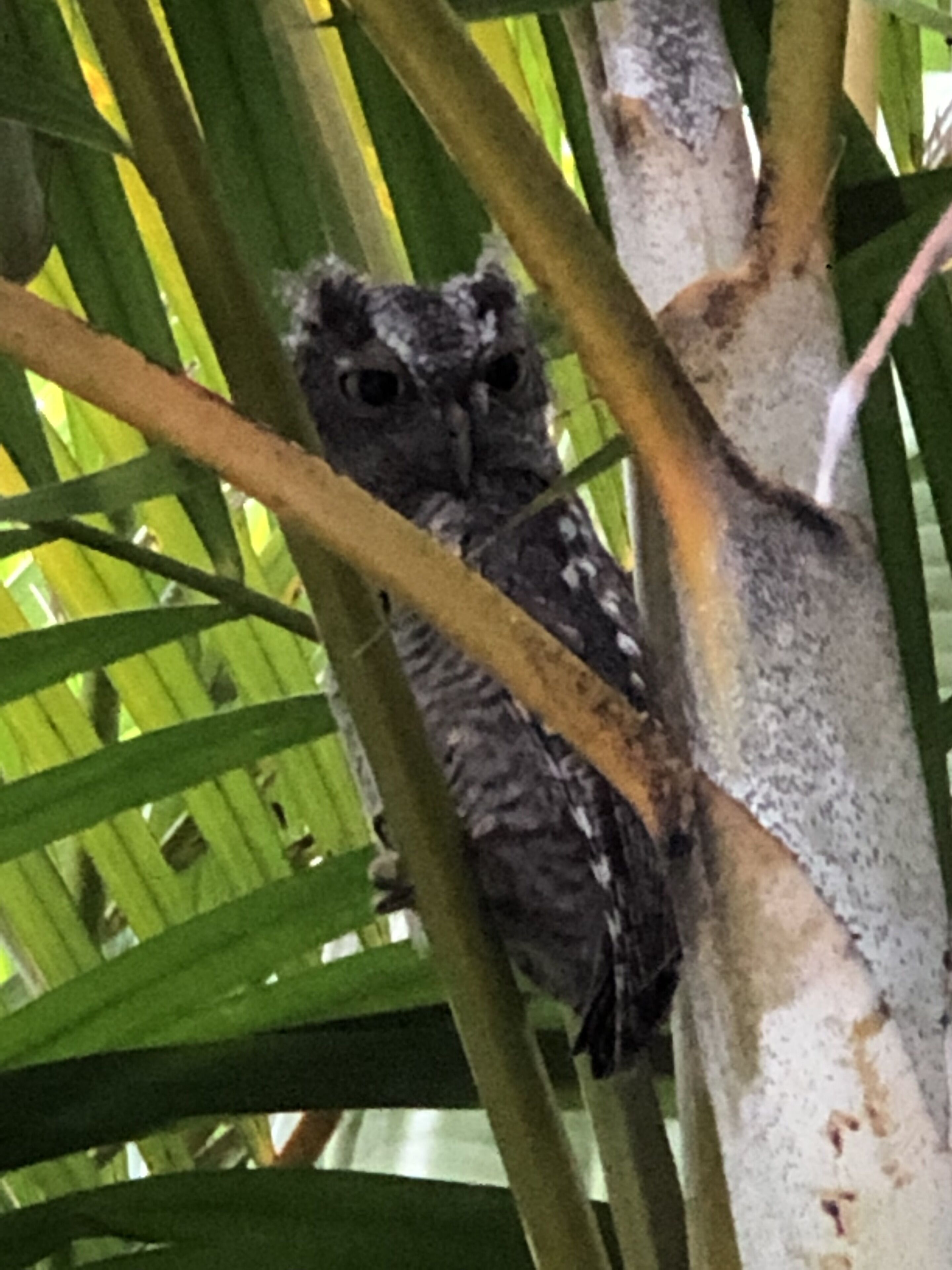 An owl perched on a tree branch.