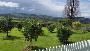 Ein Obstgarten mit Orangenbäumen und einem weißen Zaun.