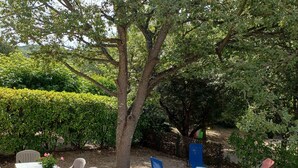 Un patio al aire libre con una mesa y sillas, rodeado de árboles y arbustos.