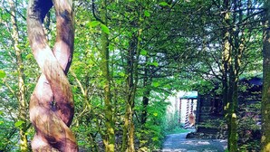 A forest path with a twisted tree trunk on the left, surrounded by greenery and a stone building in the background. - Larkhill Tipis and Yurts (Llandysul)