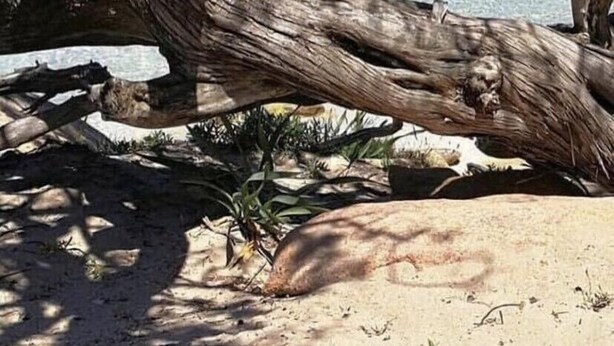 A tree trunk leaning over a sandy beach with clear blue water in the background.