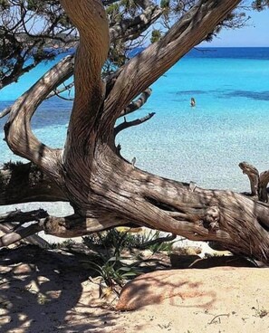 A tree trunk leaning over a sandy beach with clear blue water in the background. - Apartment with garden, beautiful apartment near the city center and the beach. (Monticello)