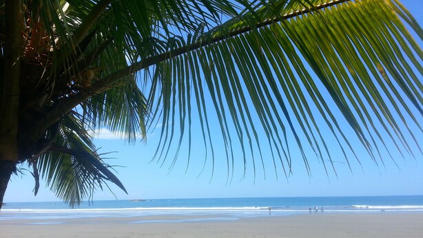 Uma praia com palmeiras, areal e o oceano ao fundo.