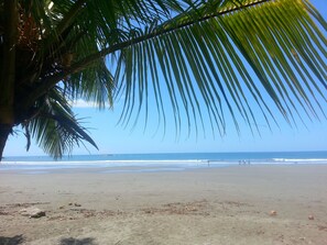A beach with a palm tree and the ocean in the background.