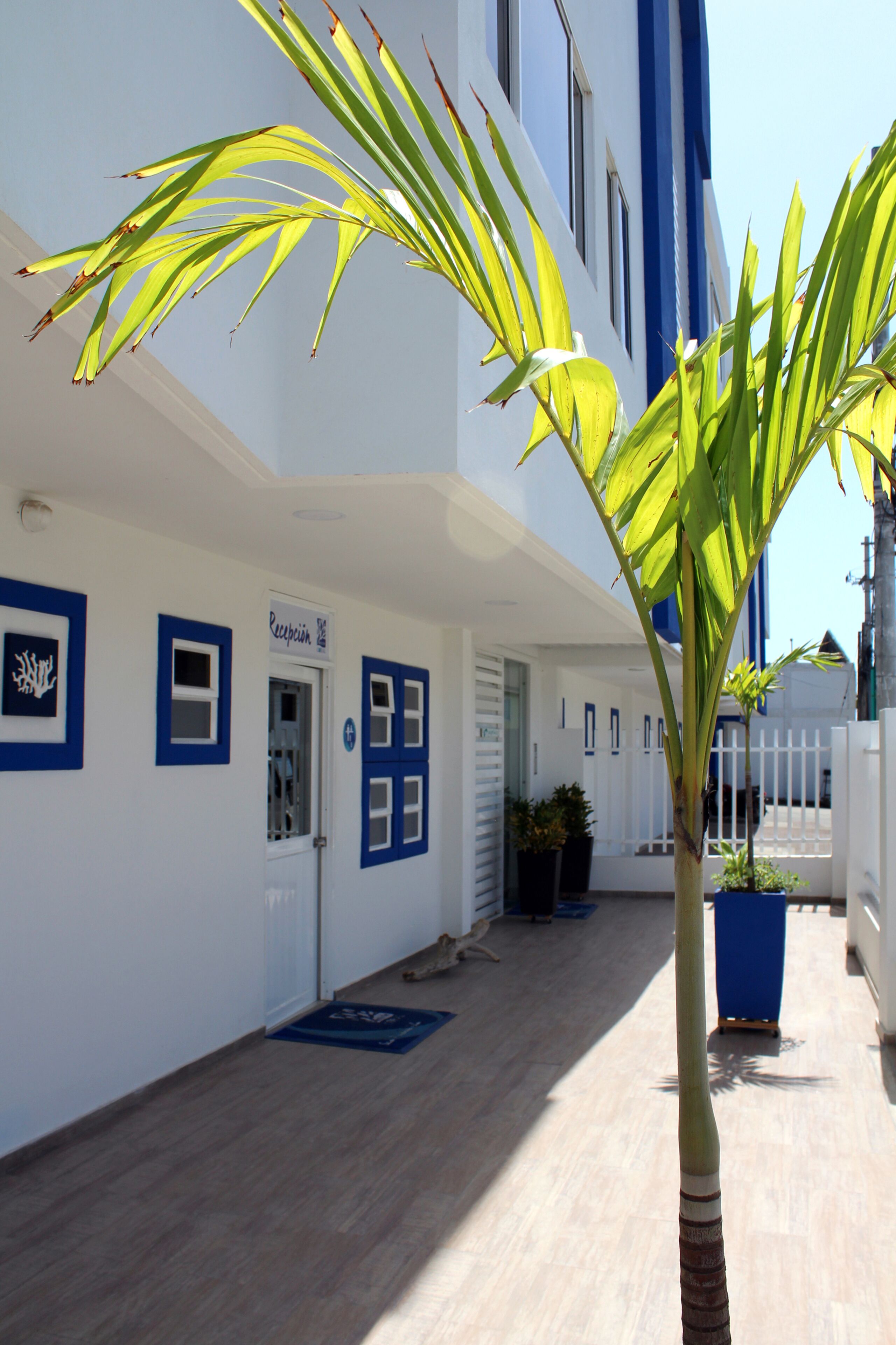 Un edificio con fachada blanca y detalles azules, incluyendo ventanas y puertas. Hay una planta en maceta en primer plano y otra en la planta baja.