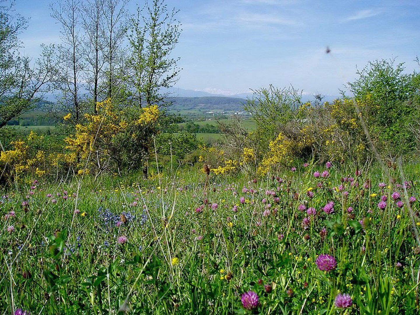 A natural landscape with a variety of wildflowers and trees.