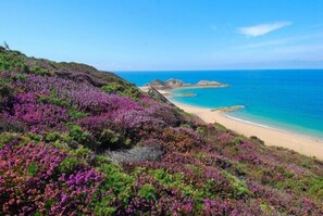 Eine Küstenlandschaft mit violettem Heidekraut, einem Sandstrand und klarem, blauem Wasser.