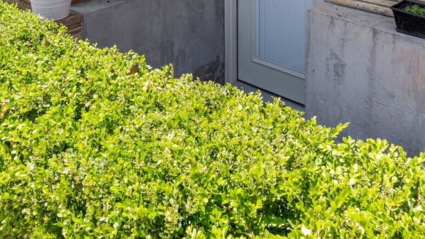 Un bâtiment doté d’une façade en pierre, d’une porte et de plantes en pot.