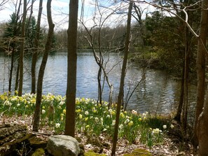 Un paysage naturel avec un lac entouré d’arbres et de jonquilles en fleurs.