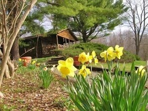 Un jardin avec des jonquilles jaunes, une structure en bois et un arbre.