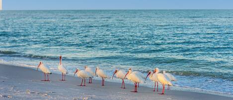 Beach nearby, sun loungers, beach towels