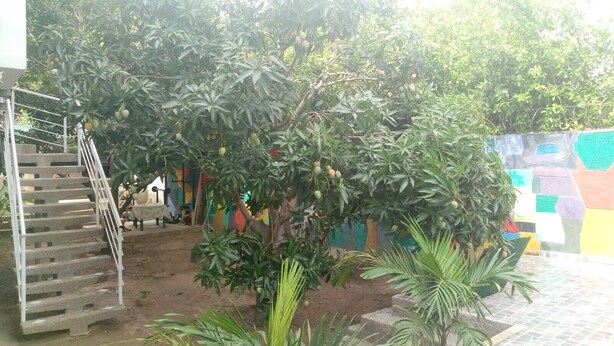 A staircase leading up to a building with a large mango tree in the foreground. - apartamentos por dias el TUCAN (Santa marta)