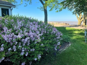 Un jardín con flores moradas, un árbol y vistas a la playa.