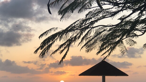 A beachside view with a sunset, a table with chairs, and a palm tree. - Spacious Oceanfront Studio Condo A3 at Sand Dollar Condominiums (Kralendijak)