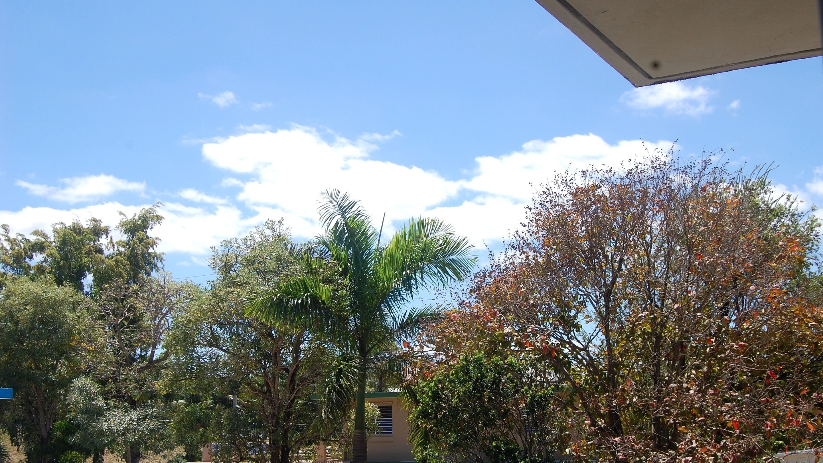 Une vue d’un jardin avec différents arbres, dont un palmier et un arbre aux feuilles aux couleurs automnales.