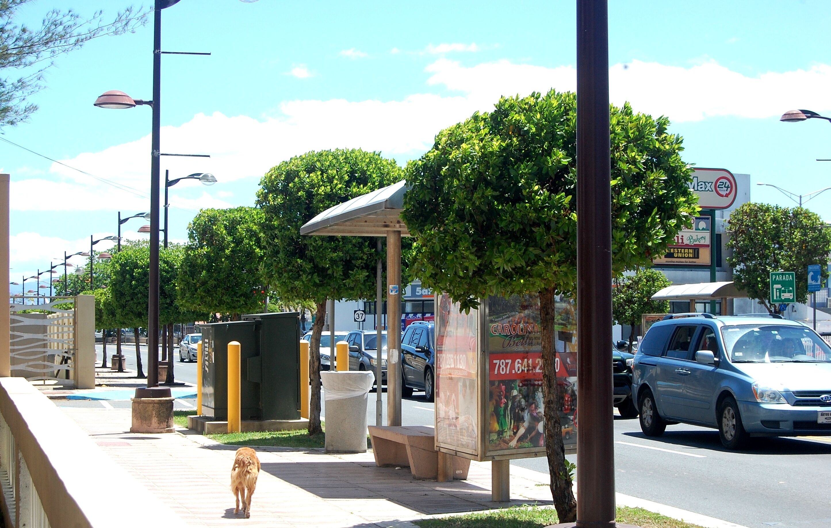 A sidewalk with a bench, a tree, and a street with cars.