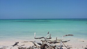 Une plage avec une eau turquoise et limpide, et des morceaux de bois flotté au premier plan.