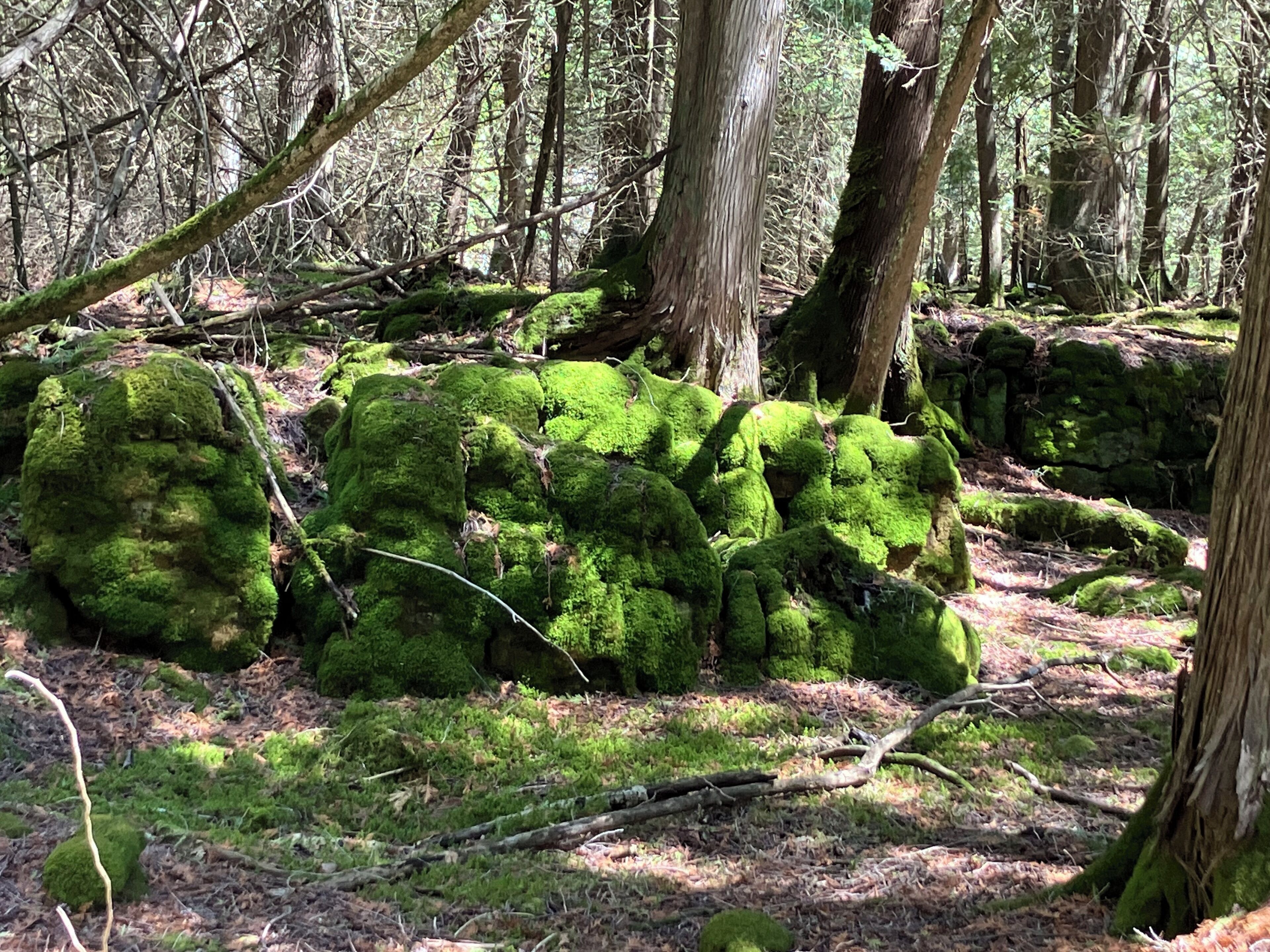 Un bosque con rocas y árboles cubiertos de musgo.