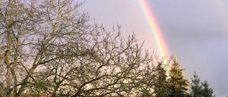 A rainbow over a building with bare trees and a brick wall.