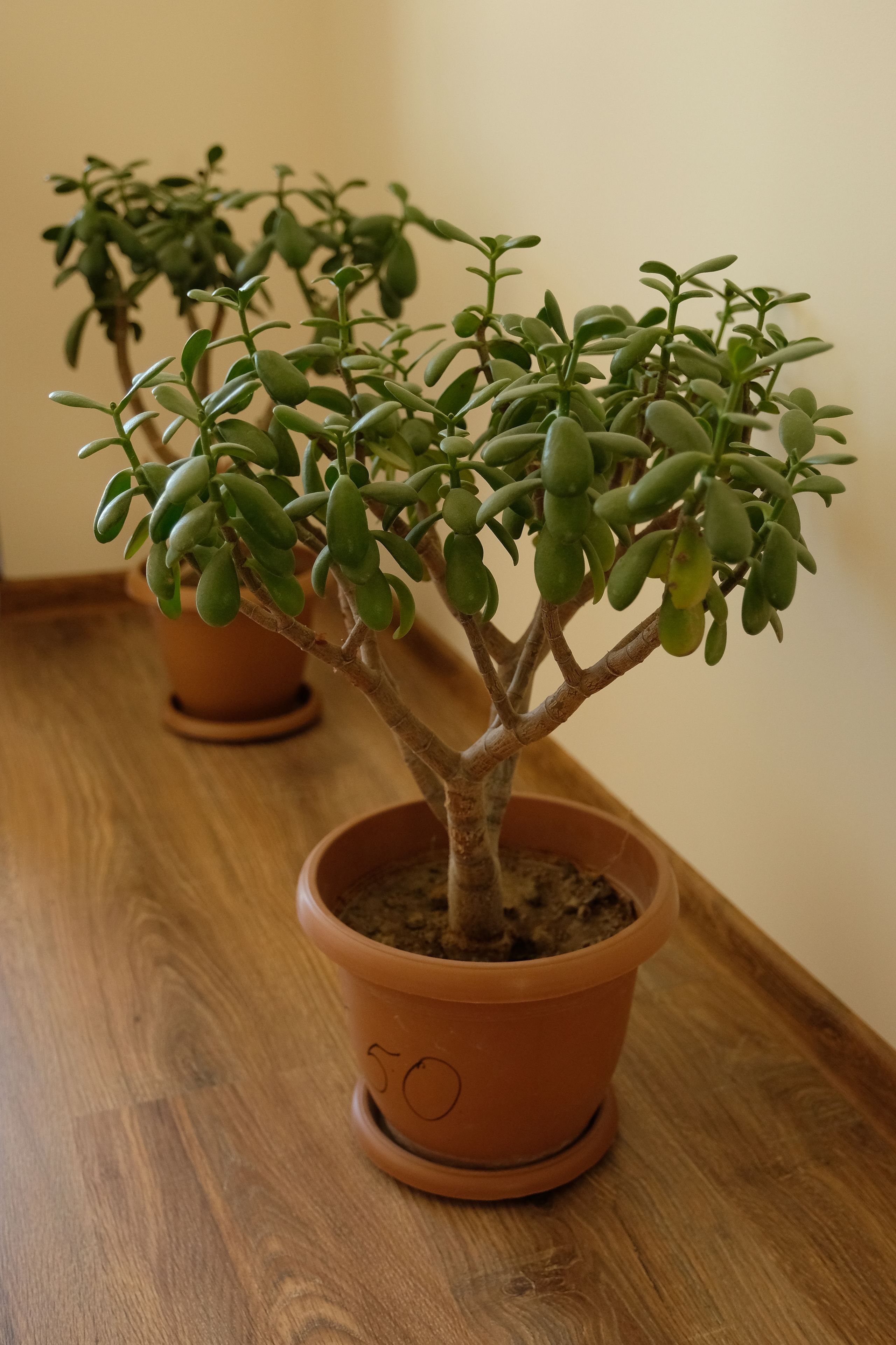 A potted plant with a small tree in a terracotta pot on a wooden surface.