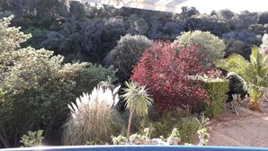 Un jardín con diversos árboles y plantas, incluyendo un árbol con hojas rojas destacadas.