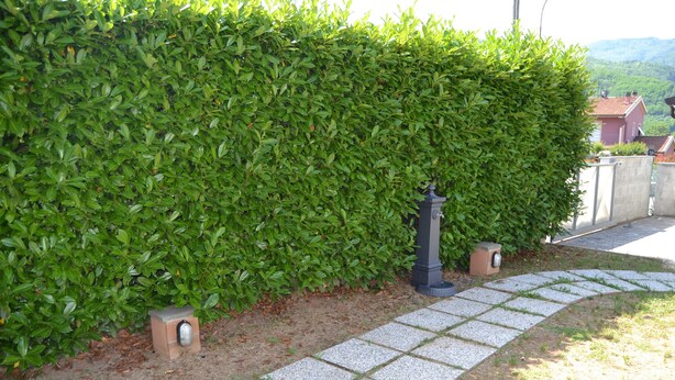 A pathway leading to a building with a green hedge and a decorative lamp post. - House -Mario- Single House CIN: IT046011C2K2ZAZUEE (Piano di Coreglia)