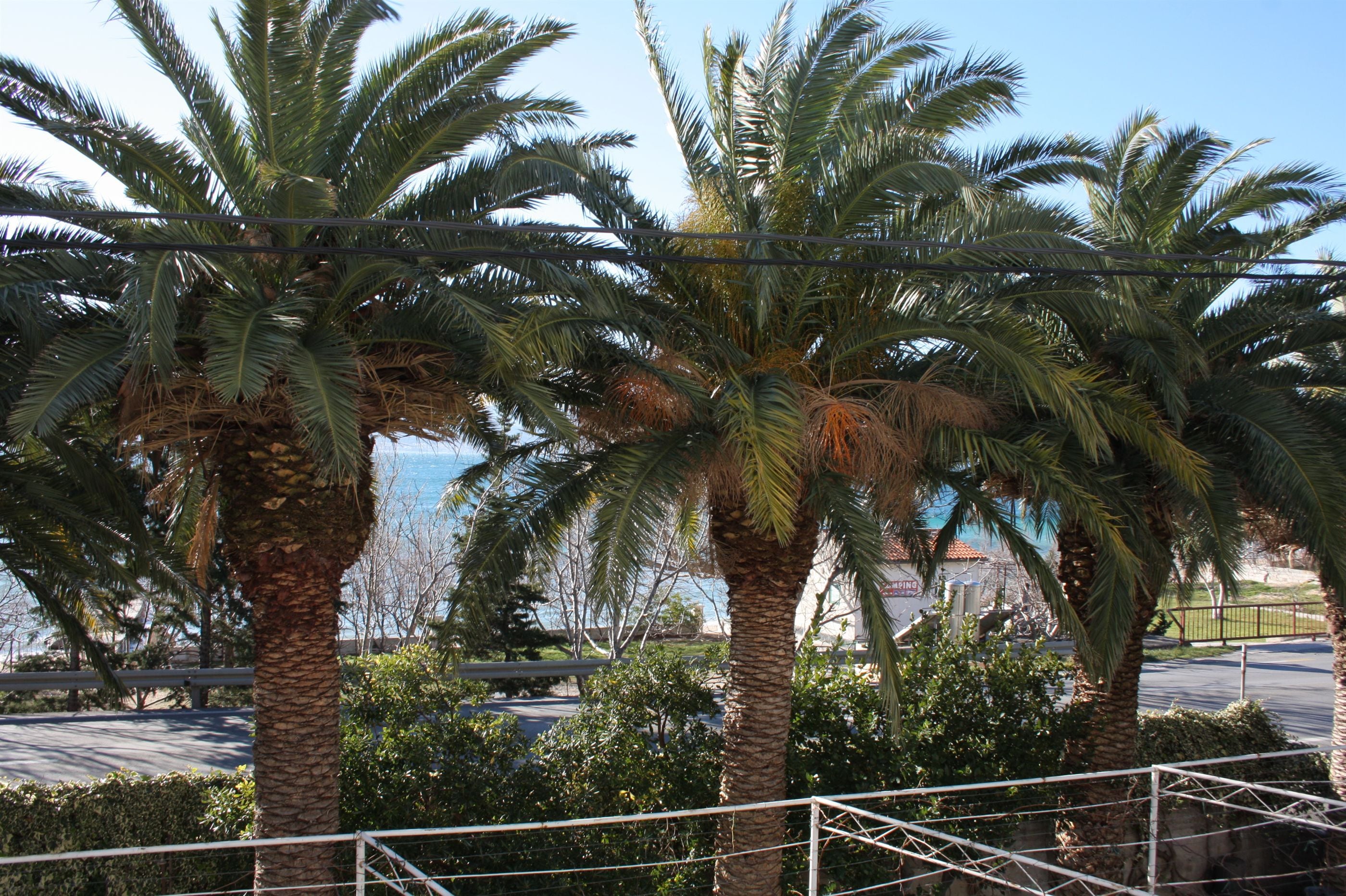 A row of palm trees in a landscaped area with a paved walkway and a metal fence.