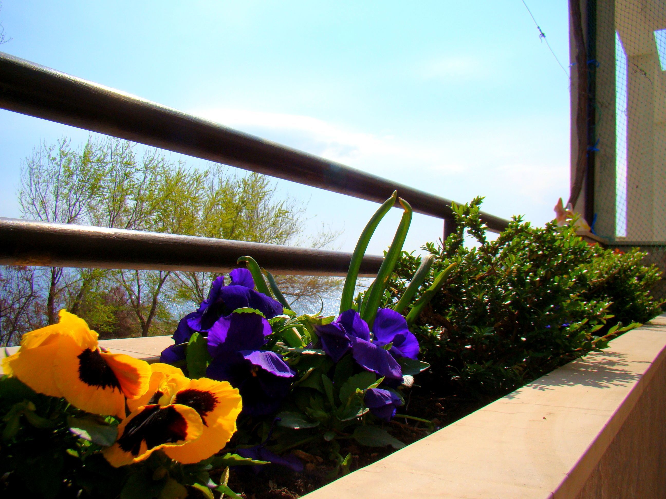 Balcon