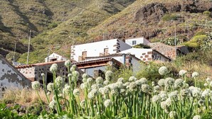 En lantlig by med traditionella hus byggda av sten, vissa med synliga skador, omgiven av frodig grönska och blommande växter.