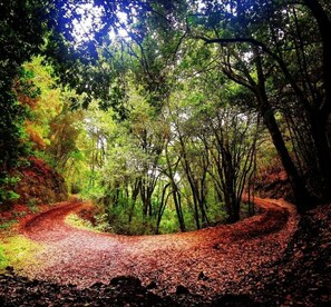 Un área boscosa con un sendero de tierra sinuoso.
