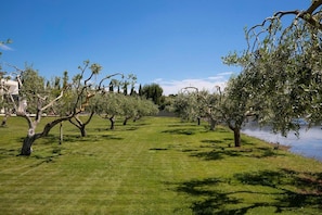 A grassy area with trees and a body of water.