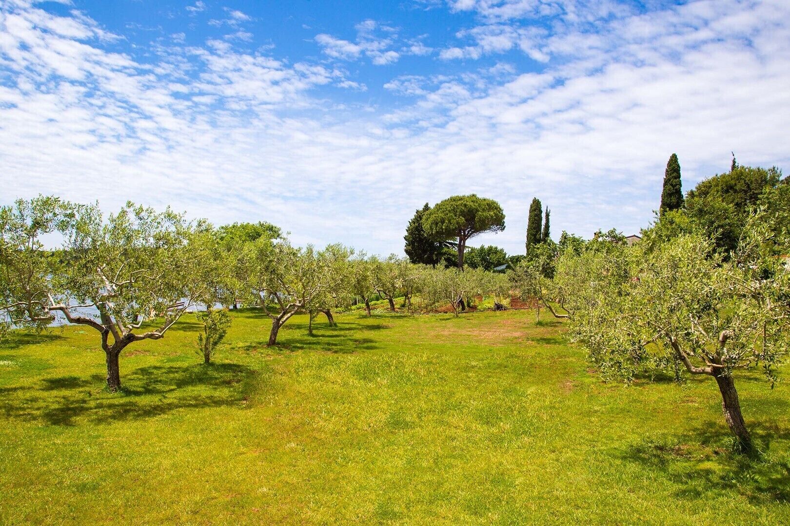 Un pomeral amb files d'arbres i un gran arbre al fons.