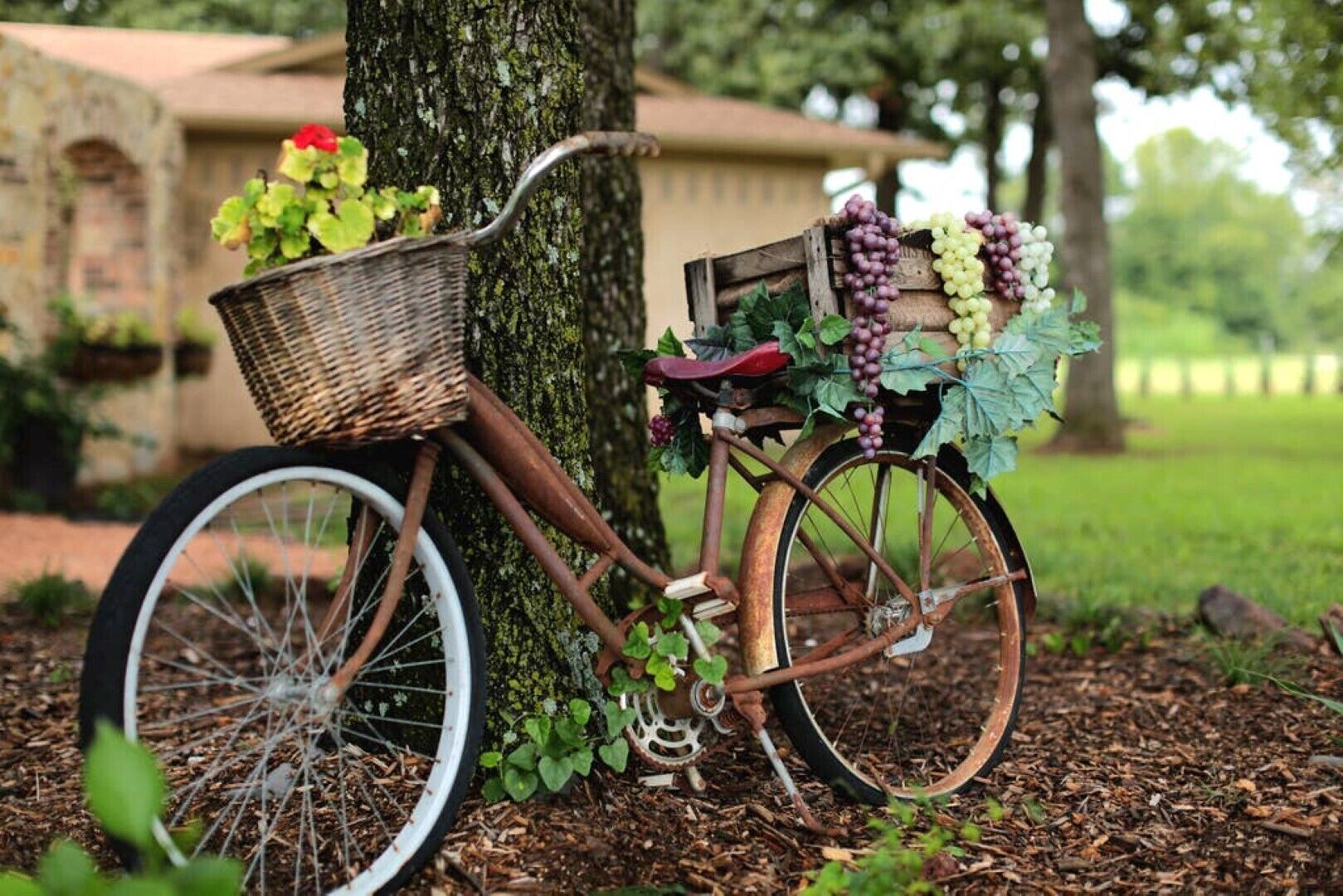 A vintage bicycle with a basket and a seat, parked against a tree in a garden setting.